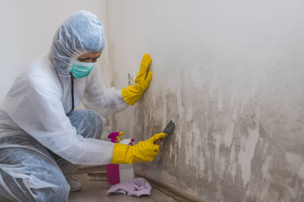 Attic Mold Removal in Cape May Court House, NJ