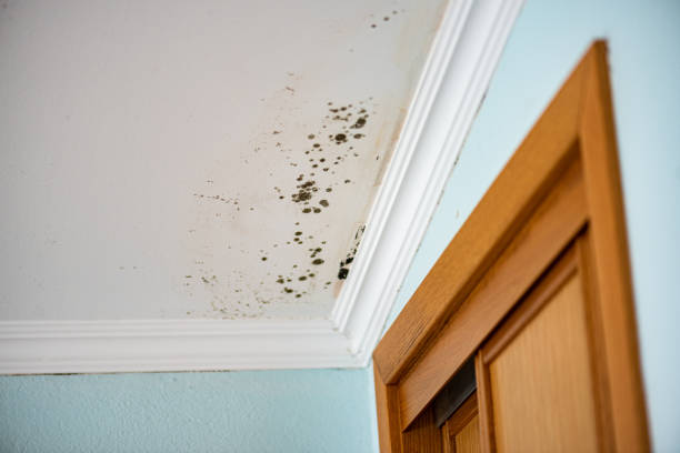 Cape May Court House, NJ Mold Removal Company