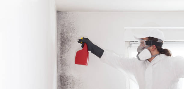 Best Toxic Mold Removal  in Cape May Court House, NJ
