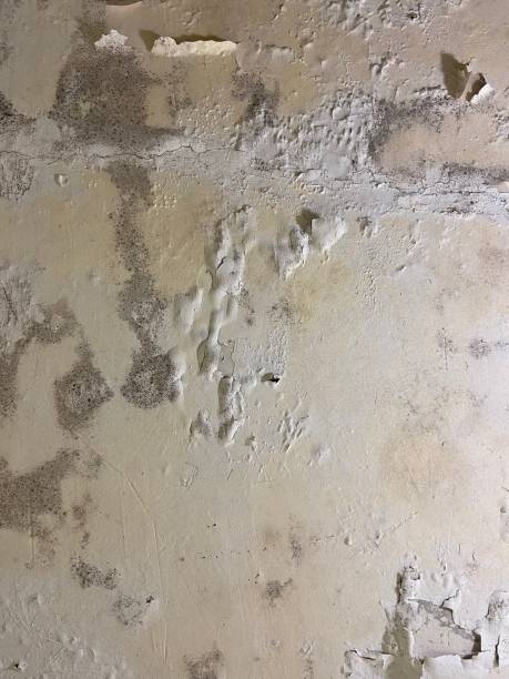 Crawl Space Mold Removal in Cape May Court House, NJ