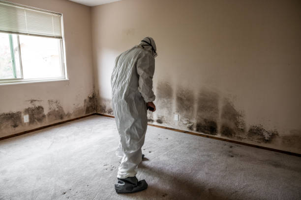 Best Certified Mold Removal  in Cape May Court House, NJ